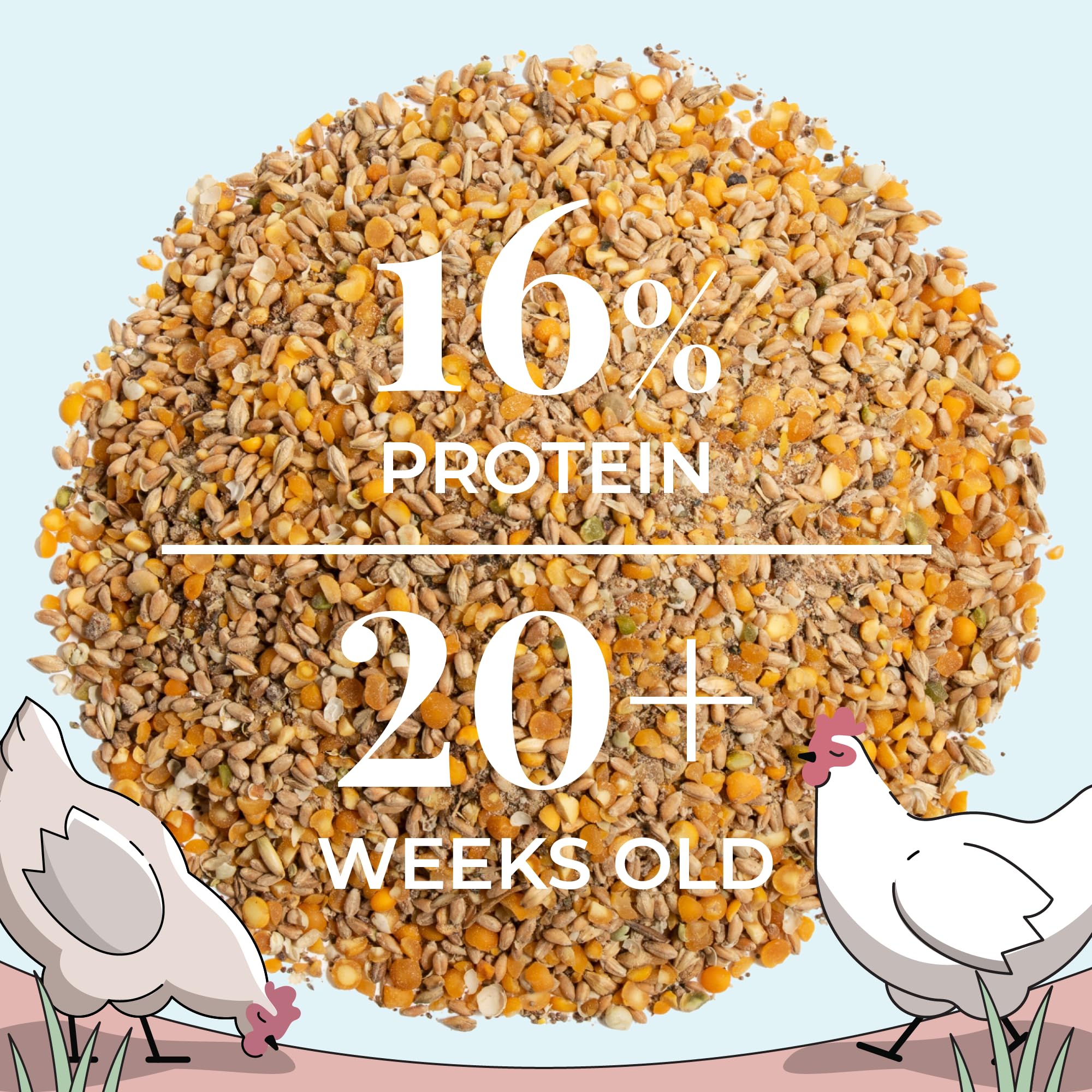 Organic Layer Feed for Chickens & Ducks. 16% Protein, Non-GMO, Corn Free, Soy Meal Free, 100% Whole Grains, Formulated to Optimize Health, Made for Layer Hens Aged 20+ Weeks (46 lb)