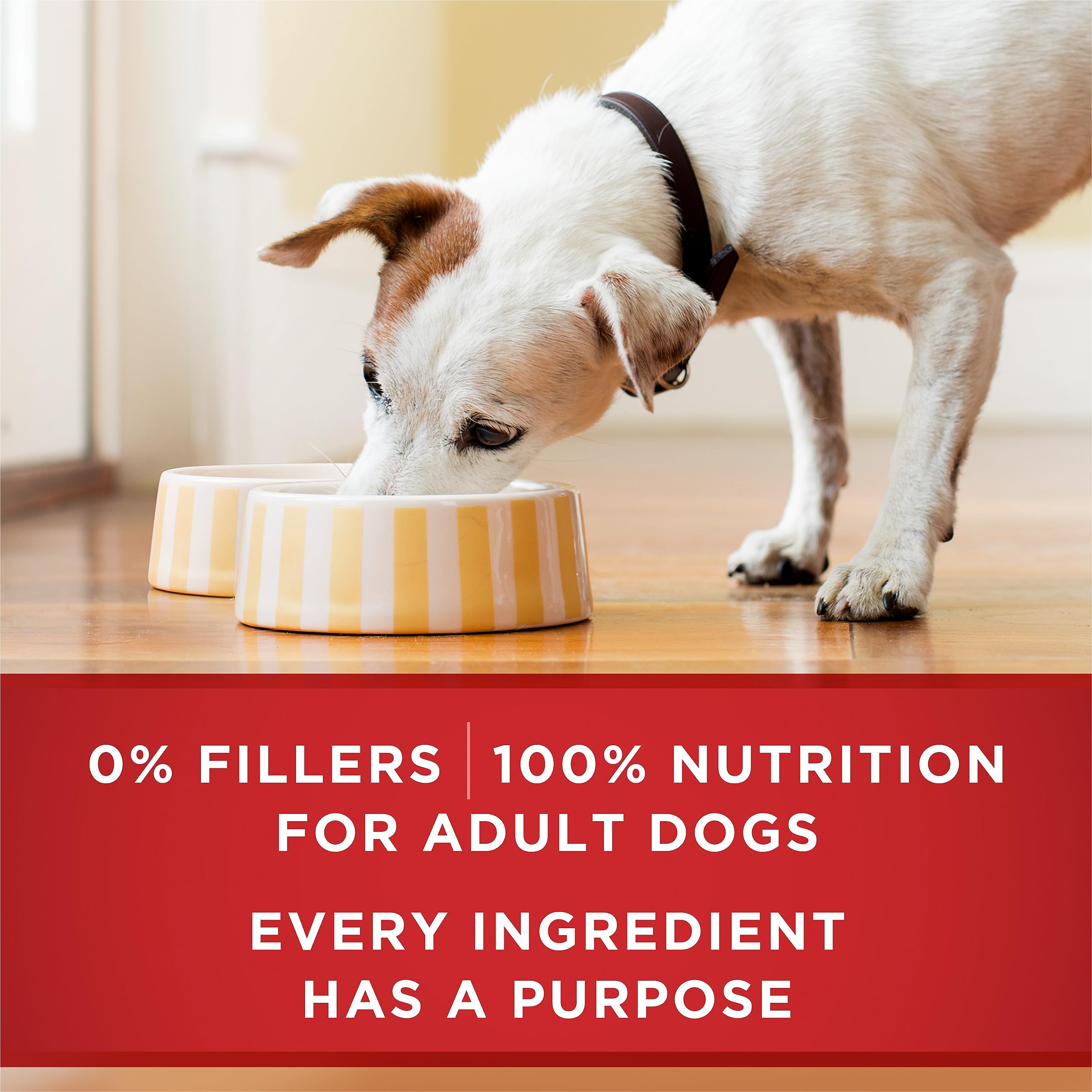 Purina ONE SmartBlend Wet Dog Food Variety Pack, Chicken & Lamb Tender Cuts in Gravy 368g (12 Pack), Brown
